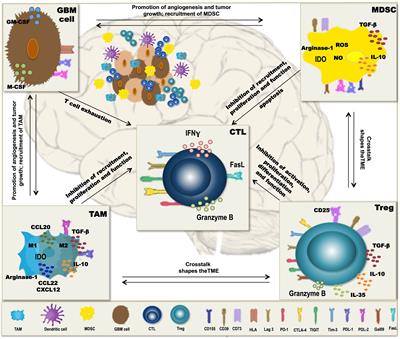 Frontiers | Dendritic Cell Vaccination Of Glioblastoma: Road To Success ...